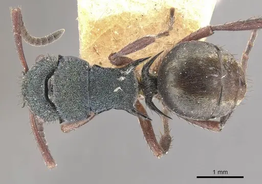 Polyrhachis hookeri specimen CASENT0910828 image casent0910828_1