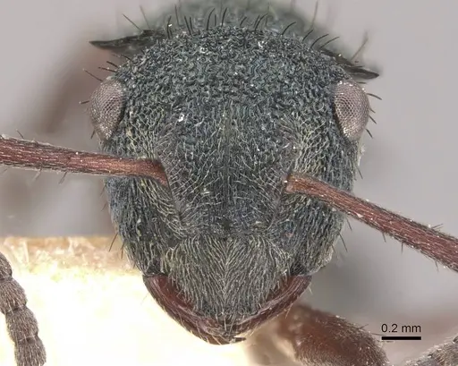 Polyrhachis hookeri specimen CASENT0910828 image casent0910828_2