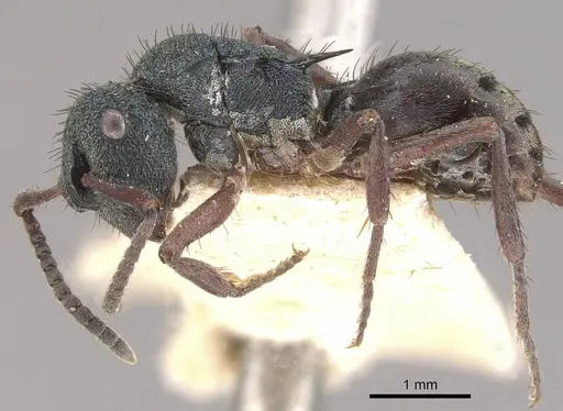 Polyrhachis hookeri specimen CASENT0910828 image casent0910828_3