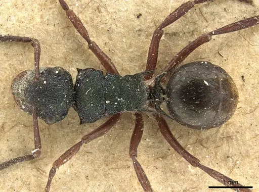 Polyrhachis hookeri specimen CASENT0915615 image casent0915615_1