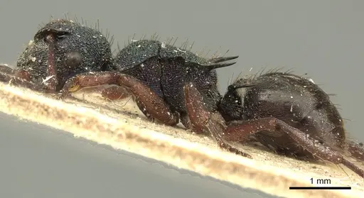 Polyrhachis hookeri specimen CASENT0915615 image casent0915615_4