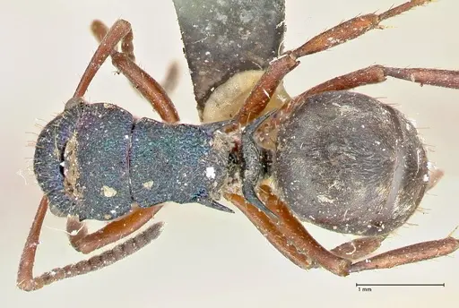 Polyrhachis hookeri specimen FOCOL2597 image focol2597_1