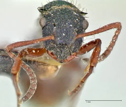 Polyrhachis hookeri specimen FOCOL2597 image focol2597_2