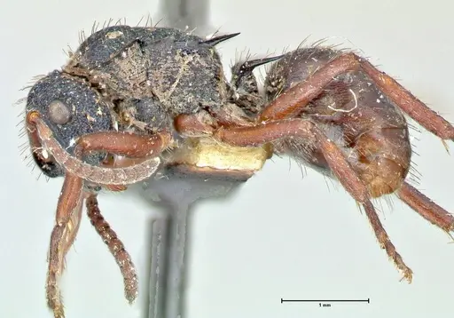 Polyrhachis hookeri specimen FOCOL2597 image focol2597_3