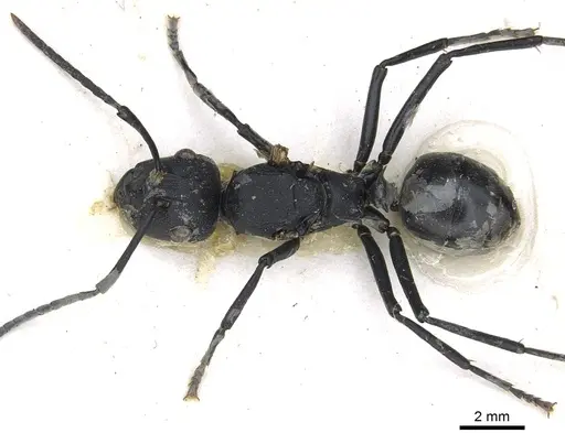 Polyrhachis horacei specimen CASENT0903299 image casent0903299_1