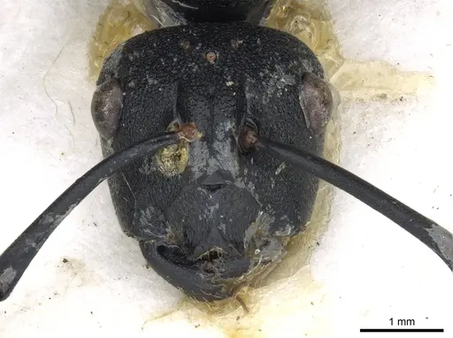 Polyrhachis horacei specimen CASENT0903299 image casent0903299_2
