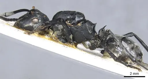 Polyrhachis horacei specimen CASENT0903299 image casent0903299_3