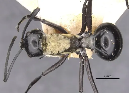 Polyrhachis horni specimen CASENT0905539 image casent0905539_1