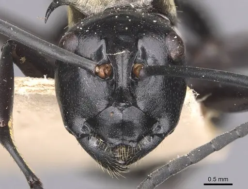 Polyrhachis horni specimen CASENT0905539 image casent0905539_2