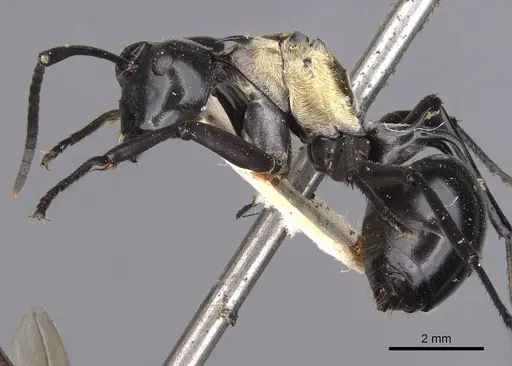 Polyrhachis horni specimen CASENT0905539 image casent0905539_3