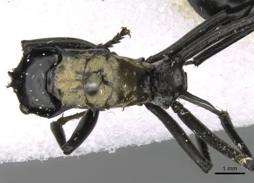 Polyrhachis horni specimen CASENT0906807 image casent0906807_1