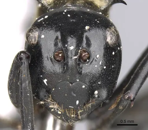 Polyrhachis horni specimen CASENT0906807 image casent0906807_3