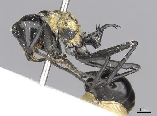 Polyrhachis horni specimen CASENT0906807 image casent0906807_4