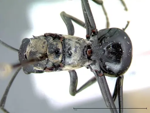 Polyrhachis horni specimen FOCOL0086 image focol0086_1