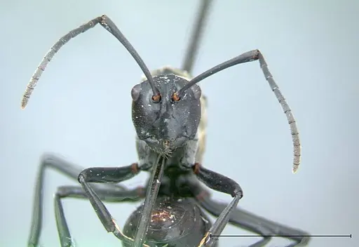 Polyrhachis horni specimen FOCOL0086 image focol0086_2