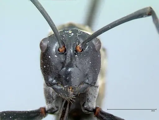 Polyrhachis horni specimen FOCOL0086 image focol0086_3