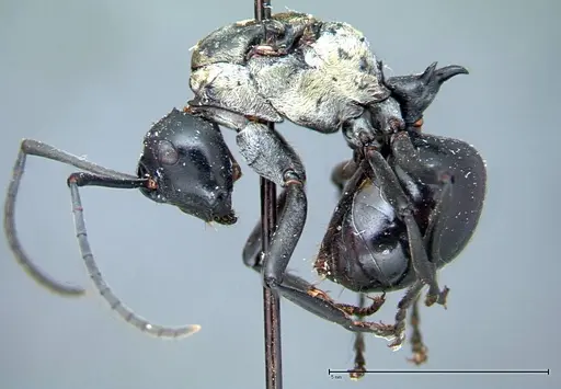 Polyrhachis horni specimen FOCOL0086 image focol0086_4