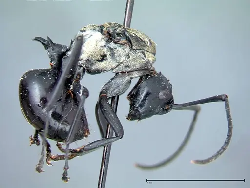 Polyrhachis horni specimen FOCOL0086 image focol0086_5