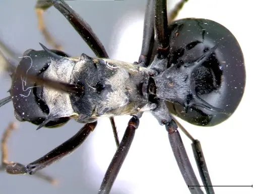 Polyrhachis horni specimen FOCOL0087 image focol0087_1