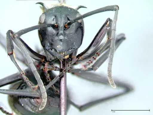 Polyrhachis horni specimen FOCOL0087 image focol0087_2
