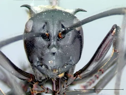 Polyrhachis horni specimen FOCOL0087 image focol0087_3
