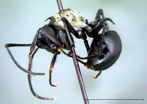 Polyrhachis horni specimen FOCOL0087 image focol0087_4