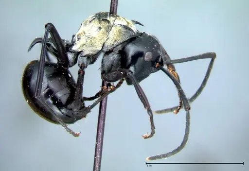 Polyrhachis horni specimen FOCOL0087 image focol0087_5