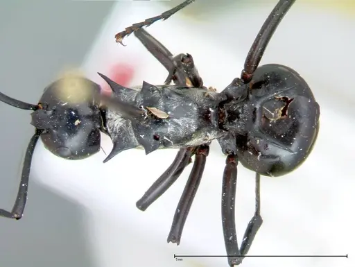 Polyrhachis horni specimen FOCOL0088 image focol0088_1