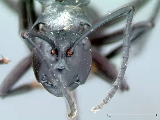 Polyrhachis horni specimen FOCOL0088 image focol0088_2