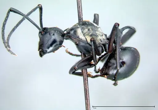Polyrhachis horni specimen FOCOL0088 image focol0088_3