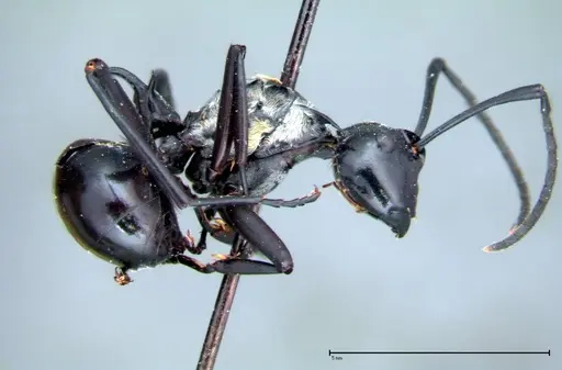 Polyrhachis horni specimen FOCOL0088 image focol0088_4