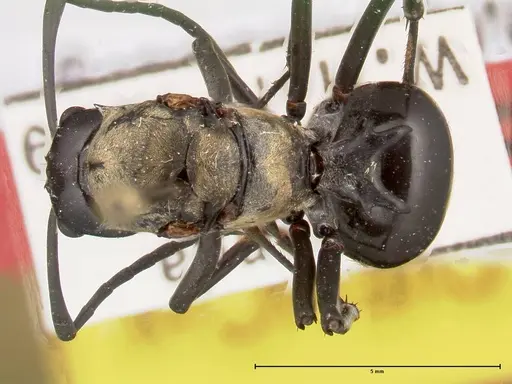 Polyrhachis horni specimen FOCOL0089 image focol0089_1