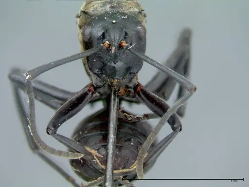 Polyrhachis horni specimen FOCOL0089 image focol0089_2