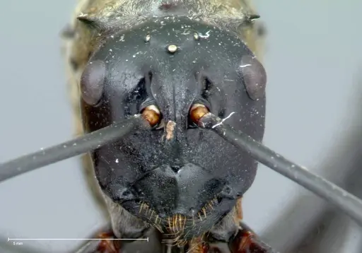 Polyrhachis horni specimen FOCOL0089 image focol0089_3