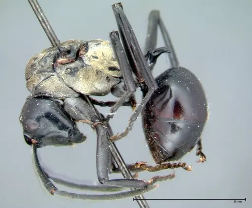 Polyrhachis horni specimen FOCOL0089 image focol0089_4
