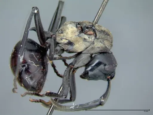 Polyrhachis horni specimen FOCOL0089 image focol0089_5