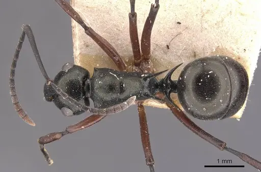 Polyrhachis hortensis specimen CASENT0905633 image casent0905633_1