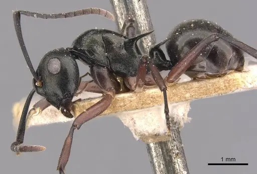 Polyrhachis hortensis specimen CASENT0905633 image casent0905633_3