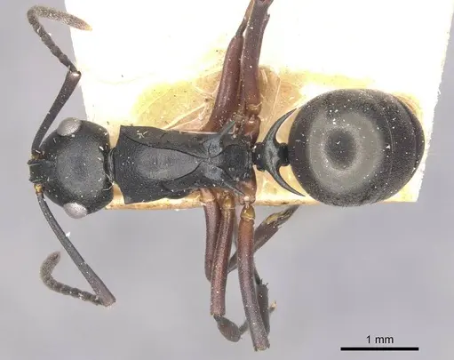 Polyrhachis hortensis specimen CASENT0910889 image casent0910889_1