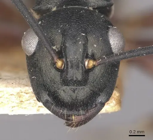 Polyrhachis hortensis specimen CASENT0910889 image casent0910889_2