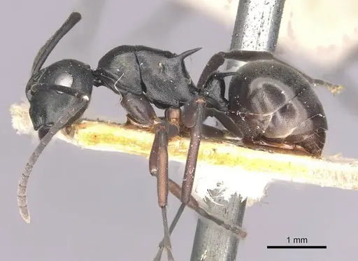 Polyrhachis hortensis specimen CASENT0910889 image casent0910889_3