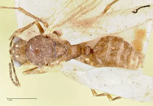 Polyrhachis hortensis specimen FOCOL2645 image focol2645_1