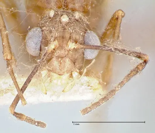 Polyrhachis hortensis specimen FOCOL2645 image focol2645_2