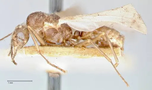 Polyrhachis hortensis specimen FOCOL2645 image focol2645_3
