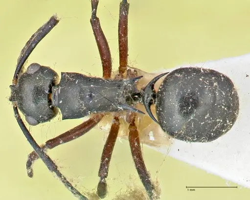 Polyrhachis hortensis specimen FOCOL2646 image focol2646_1