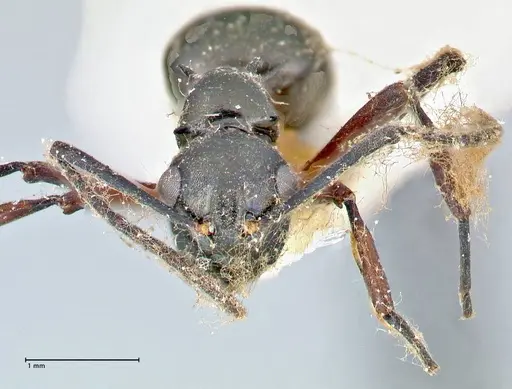 Polyrhachis hortensis specimen FOCOL2646 image focol2646_2