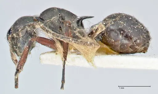 Polyrhachis hortensis specimen FOCOL2646 image focol2646_3