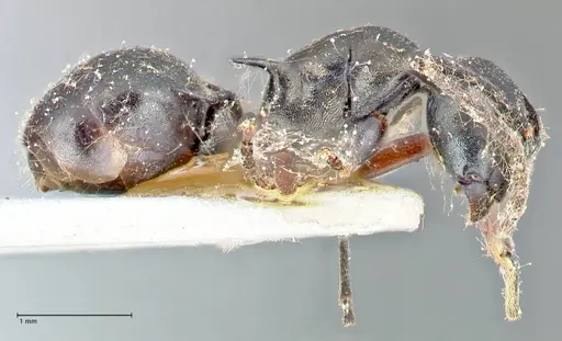 Polyrhachis hortensis specimen FOCOL2646 image focol2646_4