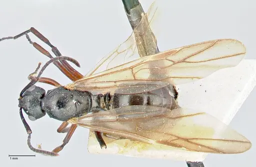Polyrhachis hortensis specimen FOCOL2647 image focol2647_1
