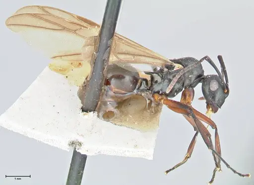 Polyrhachis hortensis specimen FOCOL2647 image focol2647_3